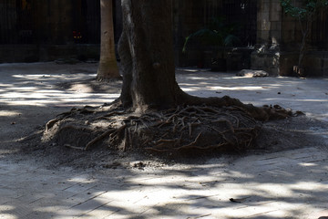 Exposed Tree Roots in Shady Courtyard of Old Church 