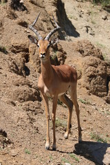 Impala Bock 3970