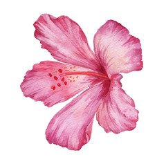 Hibiscus flower on white background. Watercolor drawing. A single flower. Graphics. For illustration, invitation, decor, design, printing. © Яна Коршунова