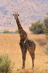 Giraffe in Pilanesberg 2491
