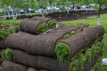 Natural grass turf. Preparing to install natural lawns