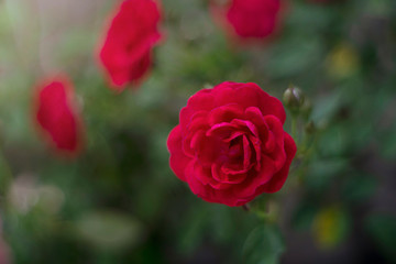 Red rose flower as valentine background