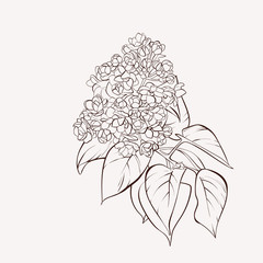 Lilac flower drawing illustration.