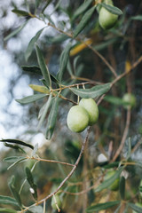 Close up olive tree branch full of harvest. Green olives on tree, natural extra virgin olive oil theme. Selective focus