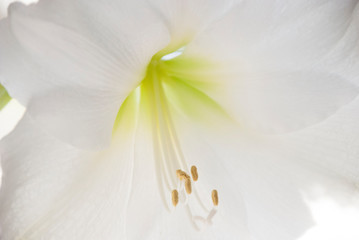 close up of white amaryllis flower.