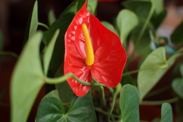 flower, red, nature, rose, tulip, plant, garden, green, leaf, bloom, pink, blossom, flora, flowers, beauty, floral, spring, petal, orange, summer, anthurium, beautiful, leaves, closeup, fresh
