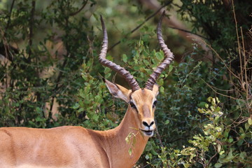 Impala Männchen 2498