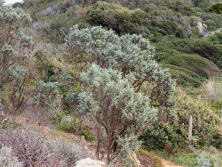 Arbuste Barbe de Jupiter (Anthyllis barba-jovis) superbe arbuste aux rameaux dressés, gris argenté, face aux embruns entre les rochers du littoral méditerranéen 
