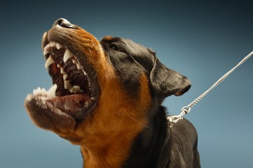 Ferocious Rottweiler Barking - obrazy, fototapety, plakaty