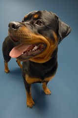 Rottweiler Sticking On Tongue