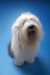 Sheepdog Sitting On Blue Background