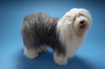 Sheepdog On Blue Background