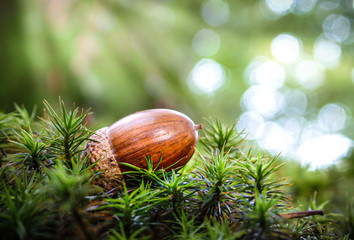 Acorn on moss in the forest