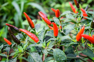pepper chili