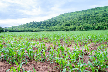 Fototapeta na wymiar young green corn field