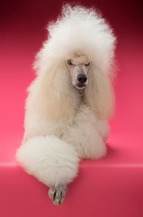 Standard Poodle