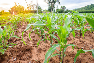 young green corn field