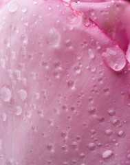background of pink rose petal with drops closeup
