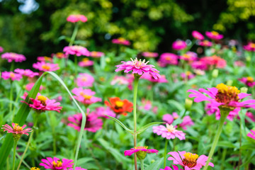 Zinnia flowers