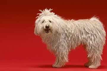 Hungarian Shepherd Dog
