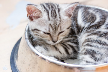 Adorable gray cat laying in a big pet food bowl.