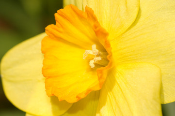 Close up of a yellow daffodil flower isolated on a dark background. 