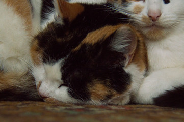 Two tricolor cats. Cats on the carpet.