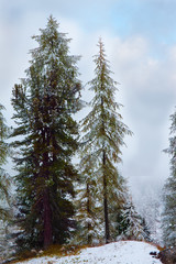 The first snow. Giau Pass