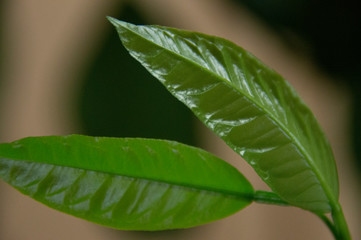 Lemon. The leaves of a lemon tree.