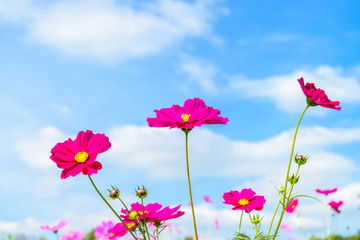 Cosmos flowers