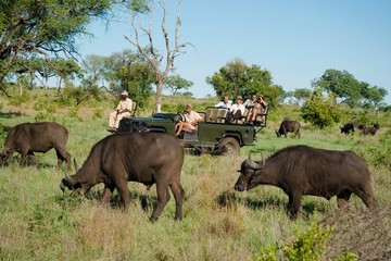African Buffaloes With Tourists In Background - obrazy, fototapety, plakaty