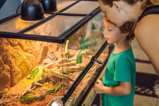 Little kid boy admire big turtles in terrarium through the glass