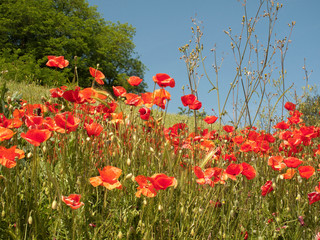 Papaver rhoeas