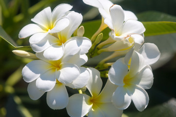 Naklejka na ściany i meble Beautiful Jasmine flowers on a Bush in the garden