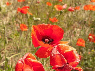 Papaver rhoeas