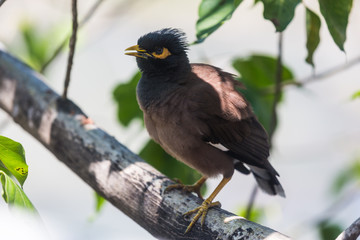 Afghan Starling-Myna in the wild