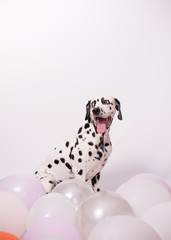 Portrait of happy Dalmatian Dog sitting among balloons on a white background. The concept of a holiday, birthday. Minimalist postcard. Copy space