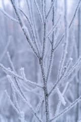 Frost on tree