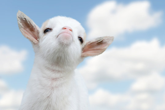 cute, small, white goat kid looking in the sky and enjoy the life