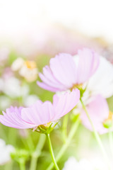 Soft blur of cosmos flowers