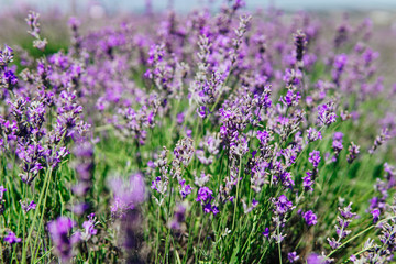 Naklejka premium wild lavender purple flowers in field z