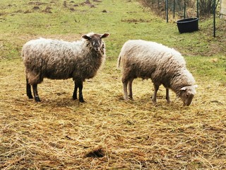 sheep in field