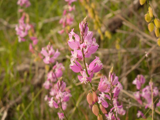 Polygala nicaeensis