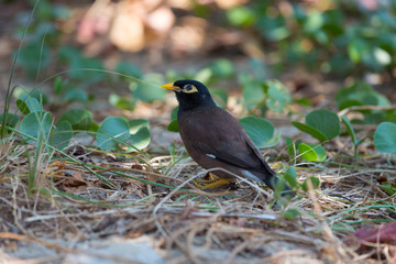 Afghan Starling-Myna in the wild