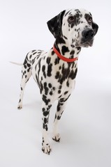 Dalmatian Standing And Looking Up