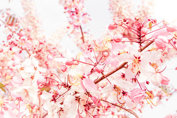 Fototapeta premium soft blur of pink flowers
