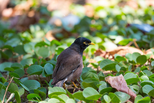 Afghan Starling-Myna in the wild