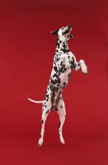 Dalmatian Jumping Midair