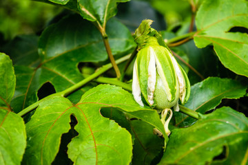 passion fruit flower