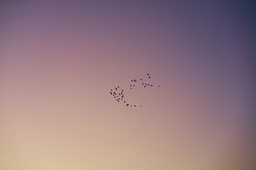Sunset sky birds